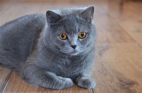 British shorthair azul