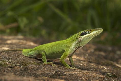 Green Anole