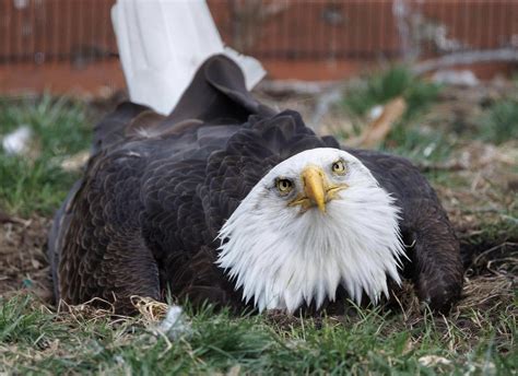 Flightless Bald Eagle in Missouri Who Was Incubating a Rock Receives a Heartwarming Gift - Media ...