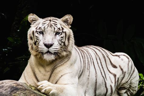 White Tiger in Singapore Zoo | Smithsonian Photo Contest | Smithsonian ...