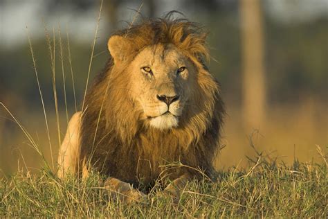 Male African Lions Defend Their Pride's Territory