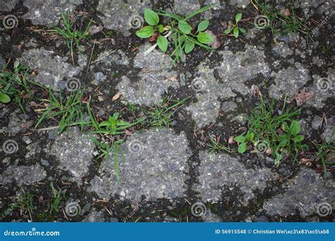 Plants on a tarred road. stock photo. Image of closeup - 56915548