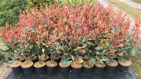 Photinia Red Robin – Dempsey Nurseries