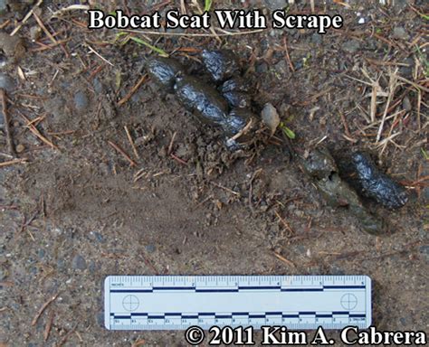 How to Identify Bobcat Scat or Droppings