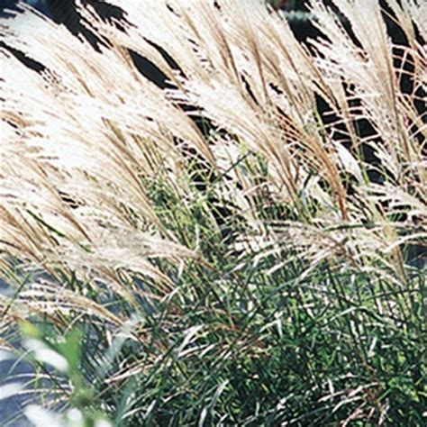 Fire Dragon Maiden Grass | Miscanthus sinensis 'Fire Dragon'