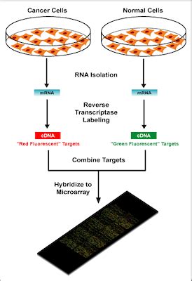 DNA Microarray Definition, Analysis & Gene Expression - Video & Lesson Transcript | Study.com