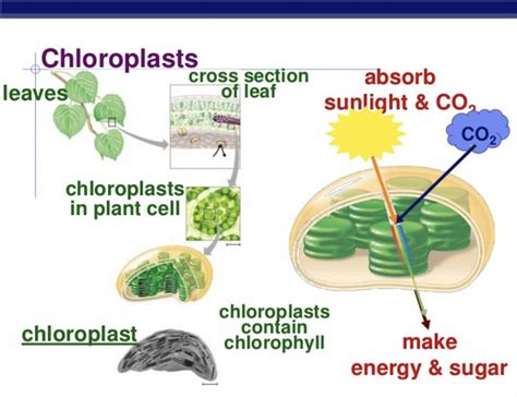 Photosynthesis – Classroom Partners