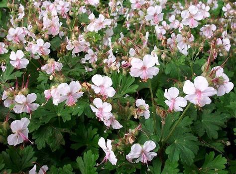 Biokovo Hardy Geranium Plant – SHIPS 2022 - Pine River Farm