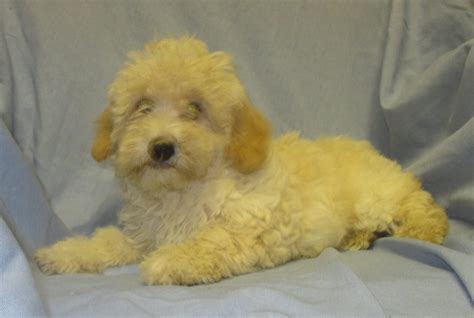 Bichon Poo Puppy Breeder - Washington, DC | Windsor Oak Farm