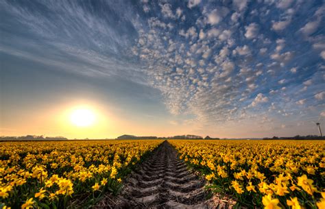 Landscape photography field of yellow petaled flowers HD wallpaper | Wallpaper Flare