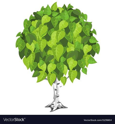 Birch tree with lush green foliage Royalty Free Vector Image