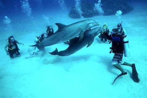 Things Needed to Know about Hurghada Diving - Abby Tour Travel