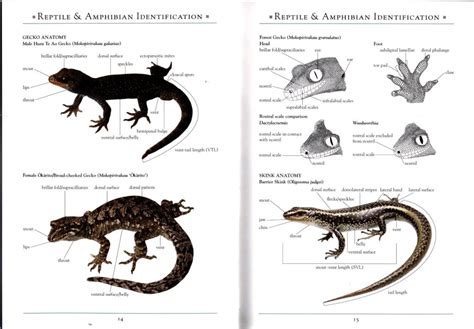 A Naturalist's Guide to the Reptiles & Amphibians of New Zealand - Nokomis