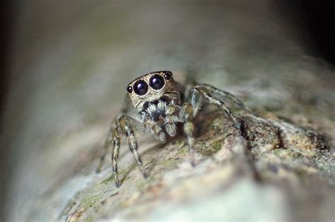 Looking for the radioactive one: 50,000th spider species registered | Daily Sabah