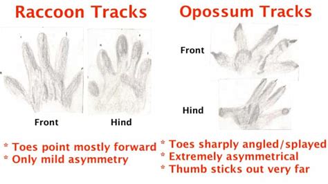 Raccoon Footprints