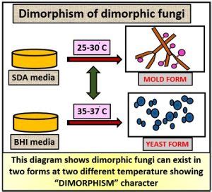 What is Dimorphic Fungi? Dimorphic Life Cycle, Examples & Transmission - Biology Reader