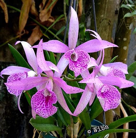 Anggrek Cattleya Ungu | Orchid Flowers