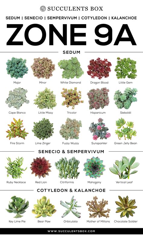 Succulents Types | Types Of Succulent Plant