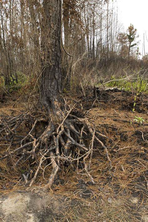 Free photograph; wildfire, damage, tree, roots