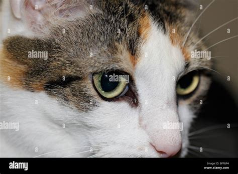 Calico cats hi-res stock photography and images - Alamy