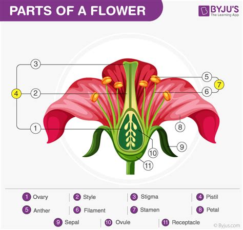 Parts Of Gumamela Flower And Their Functions Ppt | Best Flower Site