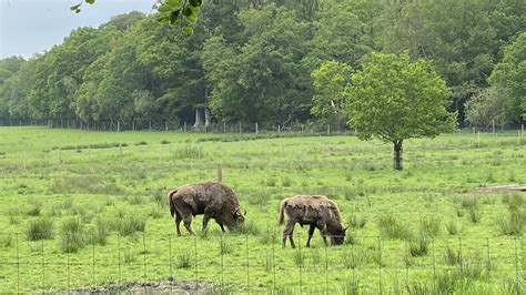 Kids go Free at New Forest Wildlife Park | Attractions Near Me