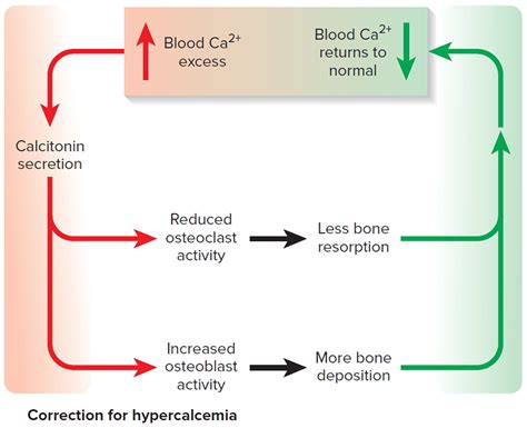 Calcitonin function, where is calcitonin produced & calcitonin uses