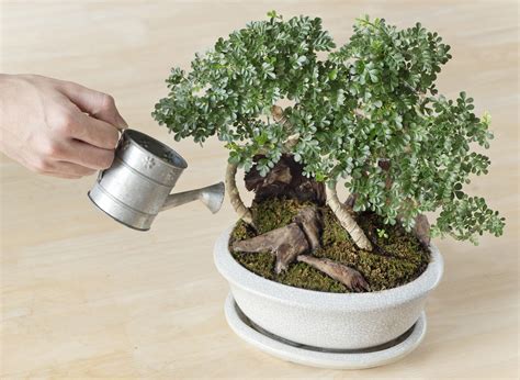 Watering Bonsai Trees