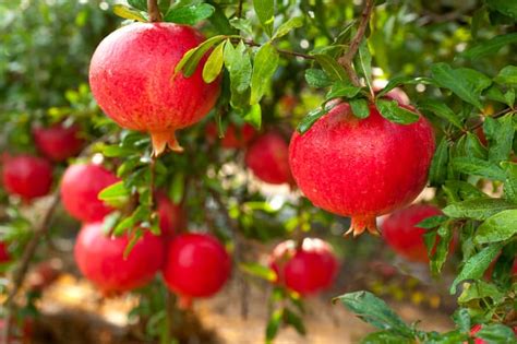 How to Grow a Pomegranate Tree: The Complete Guide - Minneopa Orchards