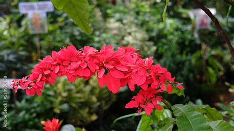 Warszewiczia coccinea or chaconia, wild poinsettia and pride of ...