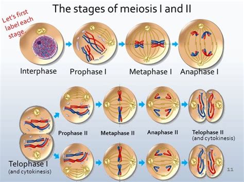 Anaphase 2 Labeled