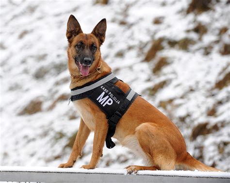 File:German Shepherd Dog in Lithuanian Army.jpg - Wikimedia Commons