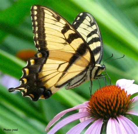 Living With Butterfly Pollination | Pollination, Insect pollinators, Parts of a flower