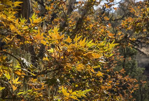 California Sycamore Leaves in Fall Color | Platanus racemosa… | Flickr