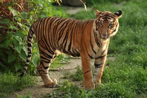 Sumatran Tiger - Animal Facts and Information