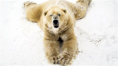 UK's oldest polar bear, Victor, dies at Yorkshire Wildlife Park at age ...