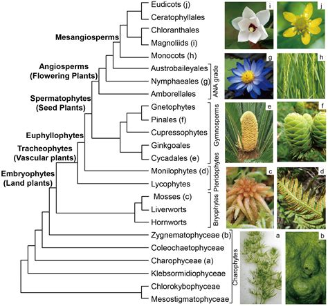 Terrestrial Plants Space