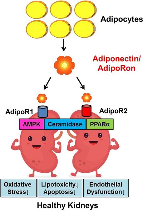 IJMS | Free Full-Text | Mechanisms of Adiponectin Action: Implication of Adiponectin Receptor ...