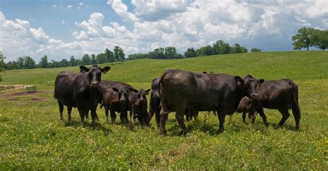 Best Deworming Practices for Cattle | University of Maryland Extension