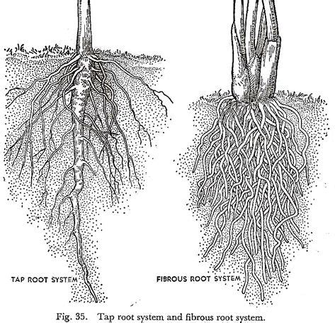 Explain the 2 Different Types of Root Systems. - Dayanara-has-Reyes