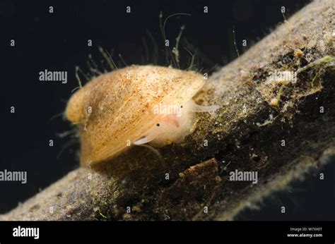 Freshwater limpet (Ferrissia sp) Europe, March, controlled conditions Stock Photo - Alamy