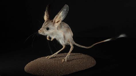 Long-eared jerboa: 'Mickey Mouse' of Chinese deserts - CGTN