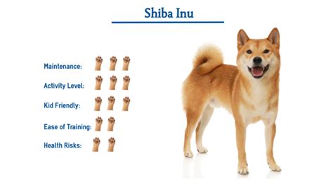 Shiba Inu Dog Breed… Everything You Need to Know at a Glance!