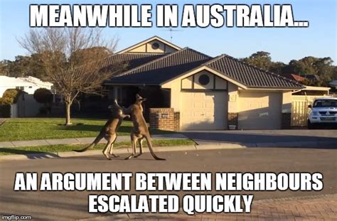 Kangaroo fight - Imgflip