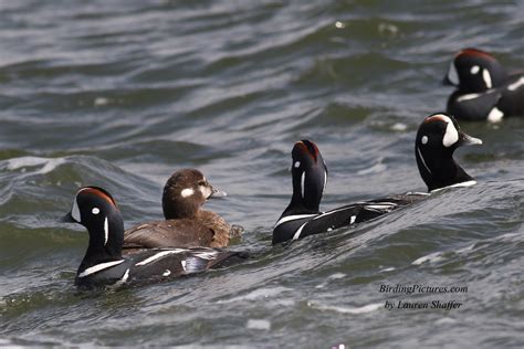 Harlequin Ducks at Barnegat Lighthouse, New Jersey – Birding Pictures