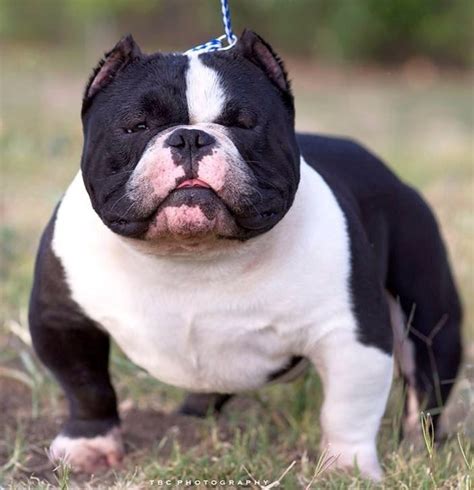 American Bully Micro Bully Exotic Pocket Extreme - MICRO BULLY