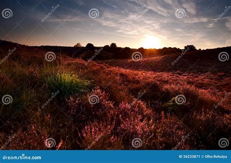 Sunset on Flowering Meadows Stock Image - Image of sunset, evenning ...