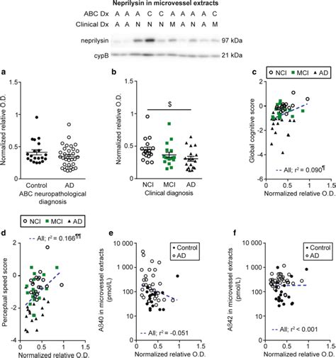 Neprilysin levels are reduced in brain microvessels from individuals... | Download Scientific ...