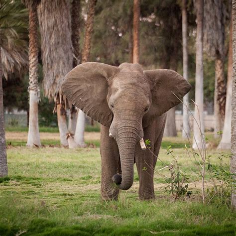 African Elephant - Fresno Chaffee Zoo