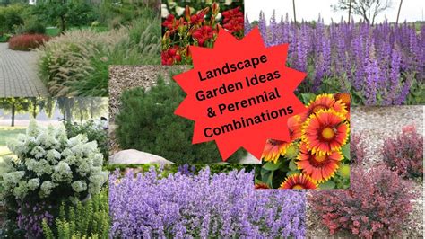 Landscape Design Ideas and Perennial Combinations - YouTube